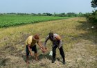 Polisi-bersama-Petani-di-Wonoayu-Tanam-Jagung,-Dukung-Ketahanan-Pangan